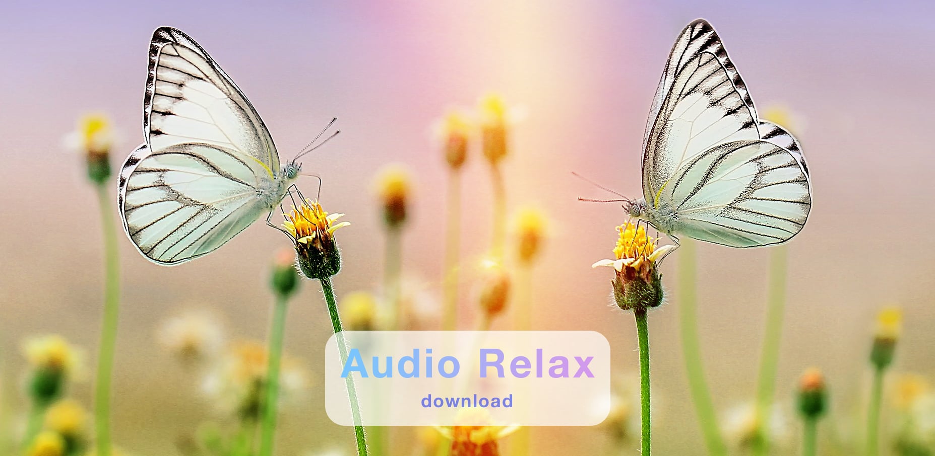 audio relax alessia vilei psicologa